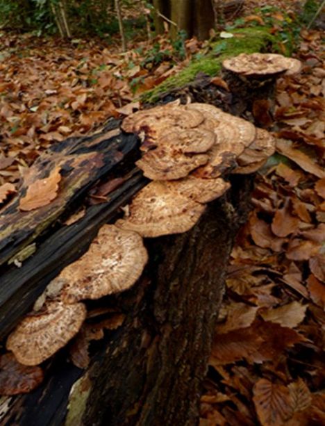 Abundant fruiting on a fallen alder stem in Norsey Woods, Essex